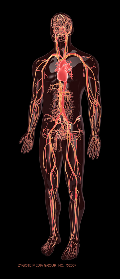 circulatory system pictures for kids. blood circulatory system