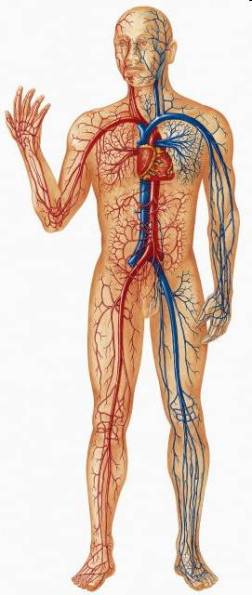 human circulatory system heart. Human circulatory system