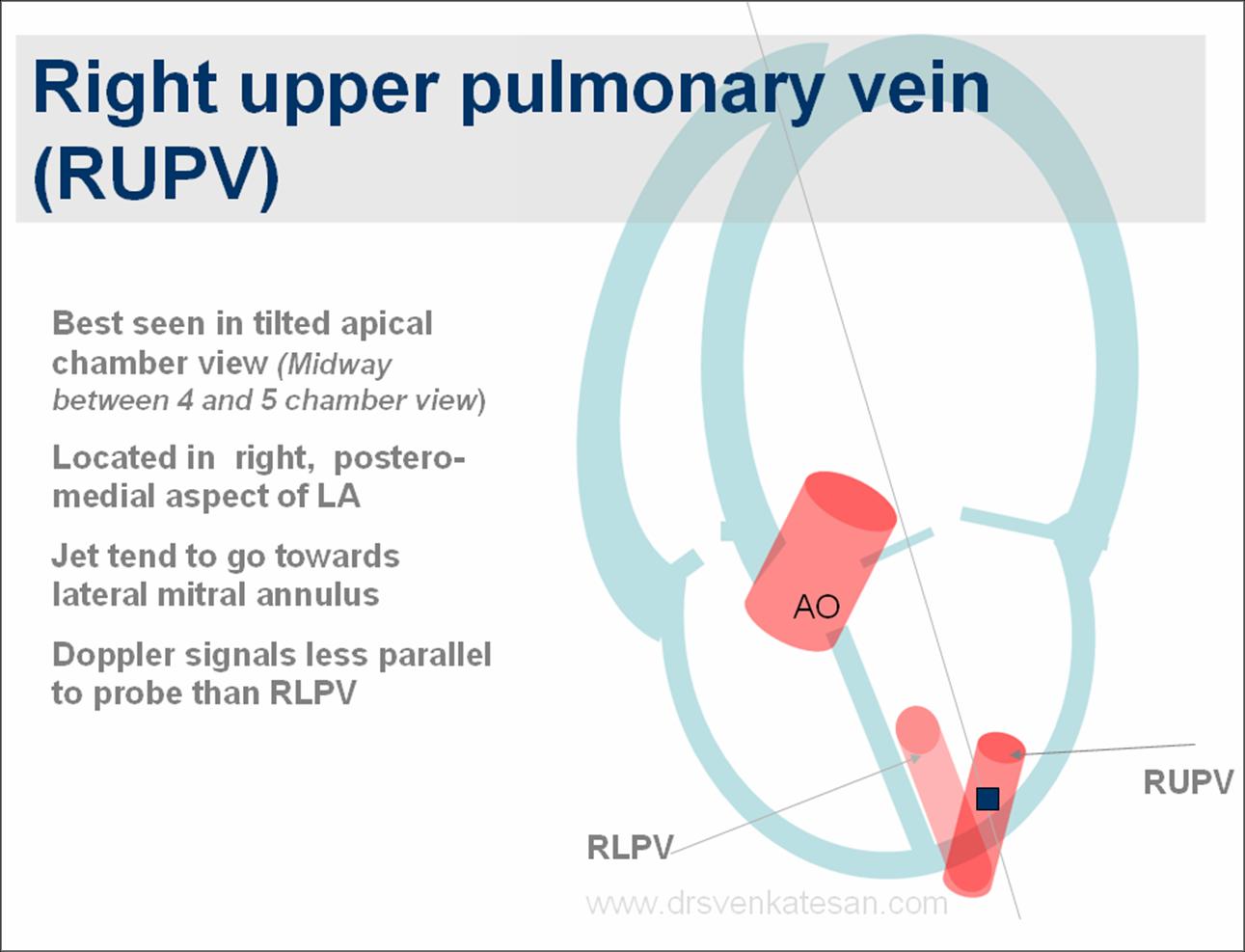Pulmonary Vein Function