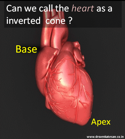 apex heart