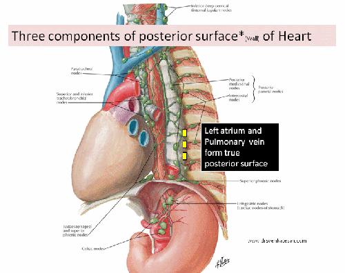 anatomy-of-heart-posterior-wall-mi-lcx-rca-grays-grants-anatomy-netter